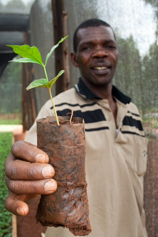 Uganda White Nile Coffee Seedlings