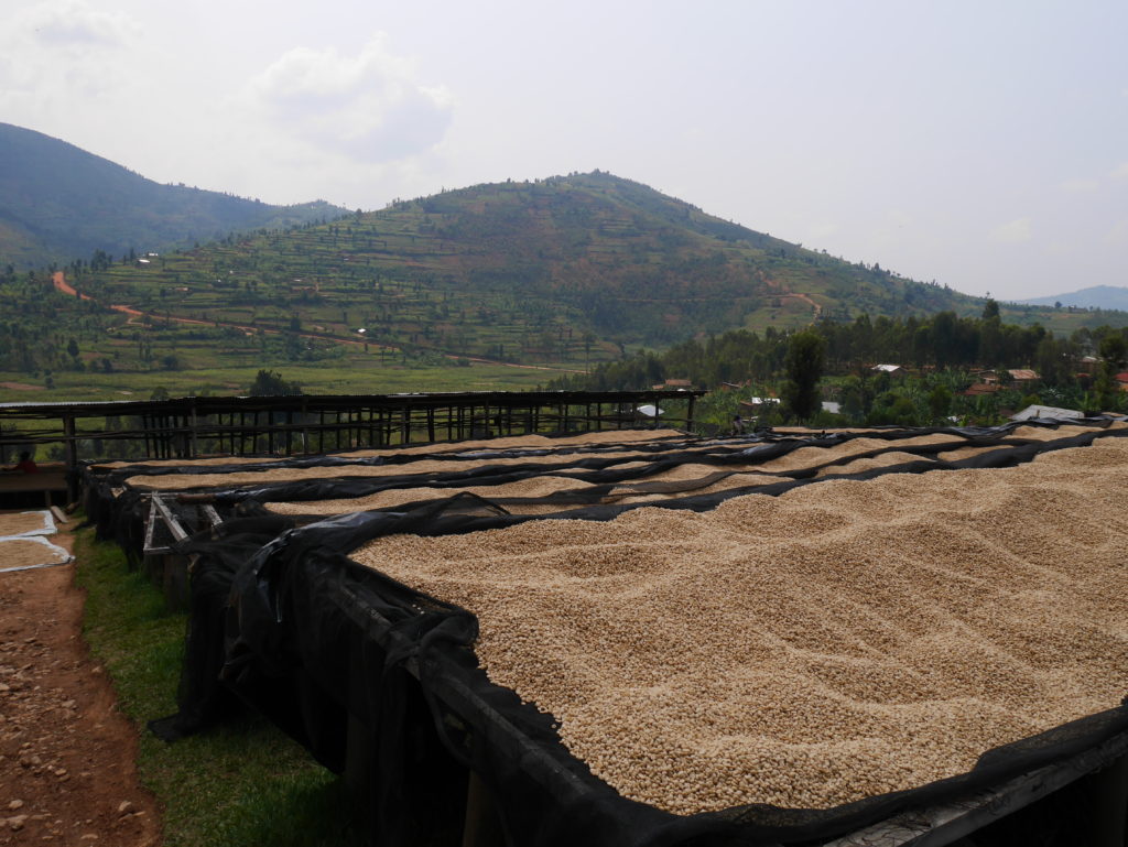 Coffee Drying - Rwanda BUF Cafe