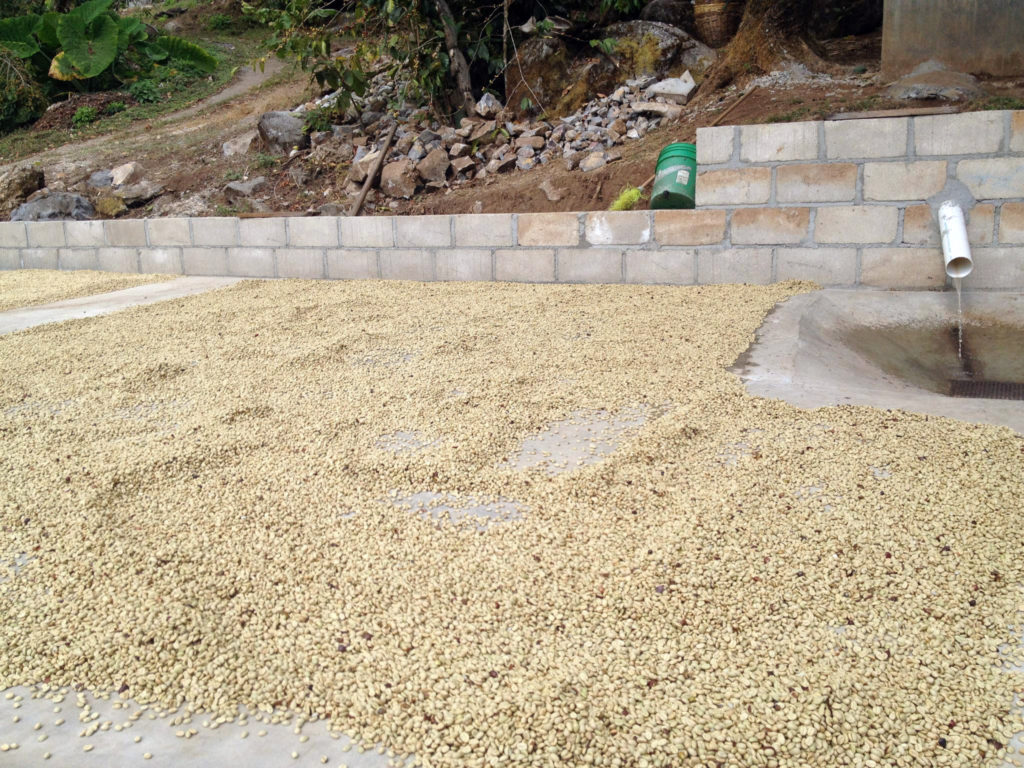 Mexico Sierra Azul - Coffee Drying