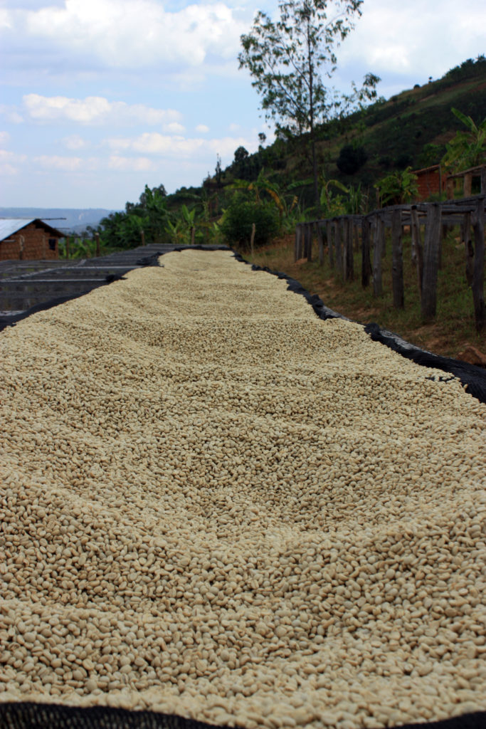 Rwanda Musasa coffee