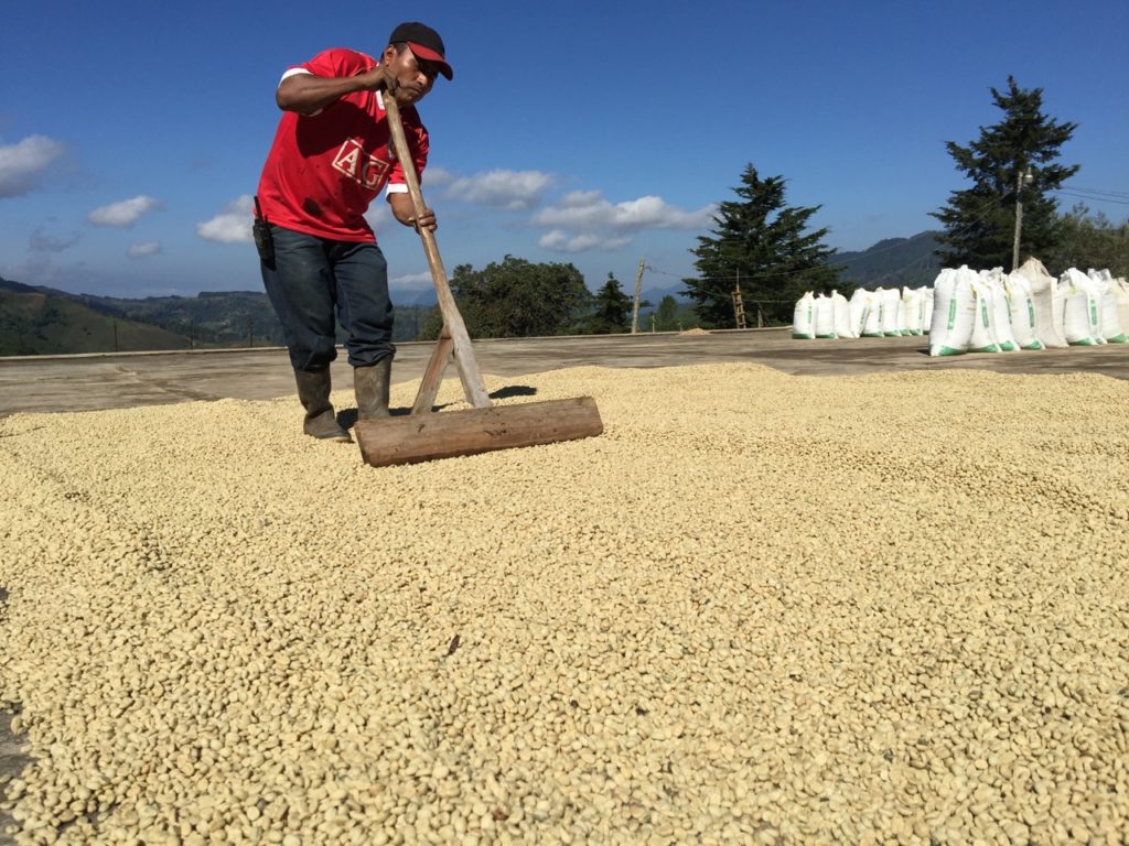 Guatemala Finca Santa Sofia - Natural coffee processing