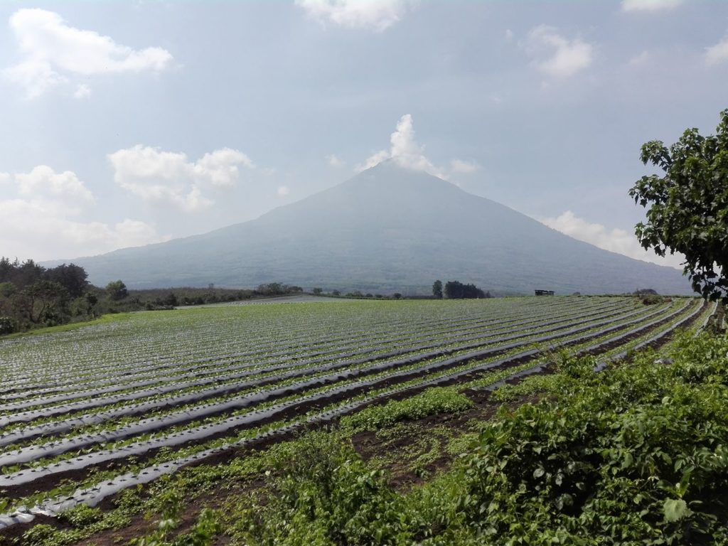 Guatemala Finca San Rafael Urias Volcano