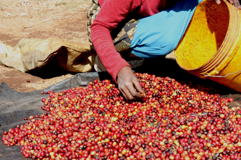 Tanzania Iyenga - Coffee Cherries