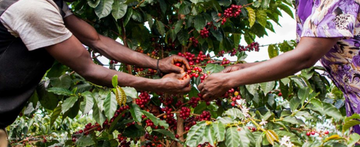 Guatemala Finca Las Nubes