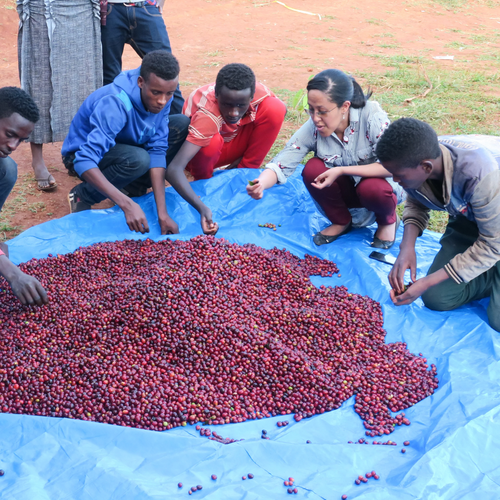 Lalesa Yirgacheffe