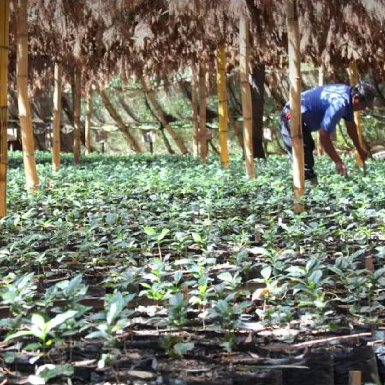 Finca Las Mercedes
