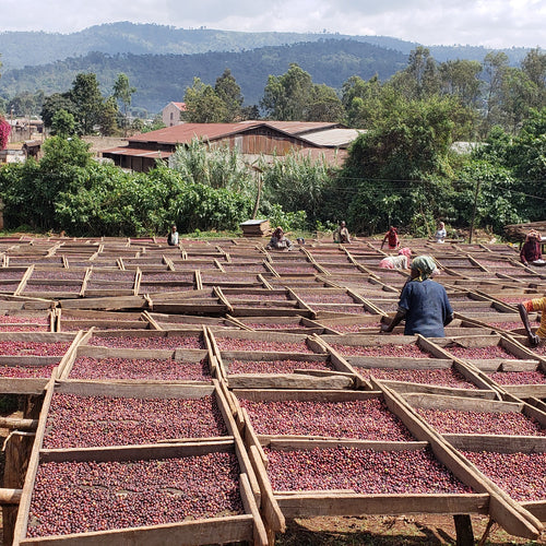 Yirgacheffe Banko Gotiti