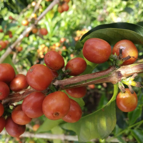 Orange Bourbon