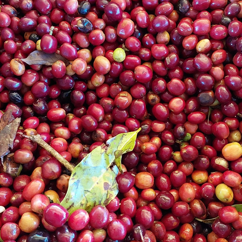 Lalesa Yirgacheffe