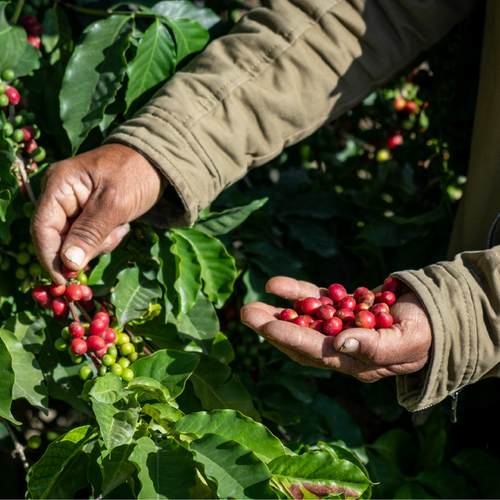 Al Mahjar Peaberry Competition 90+