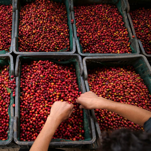 Al Mahjar Peaberry Competition 90+