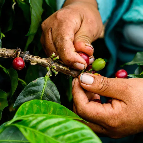 Finca Sol de Manana