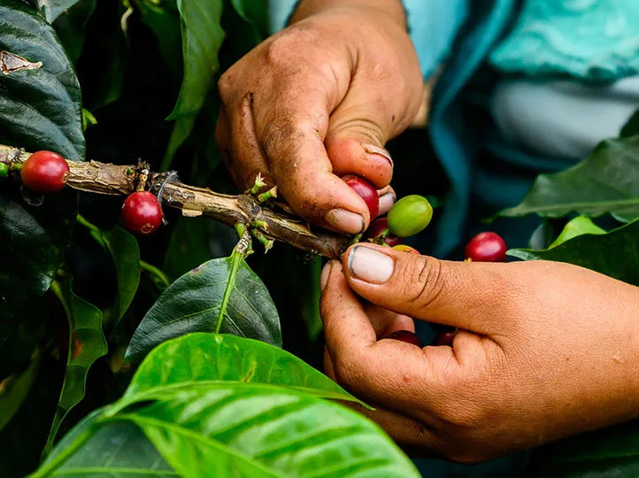 Finca Sol de Manana