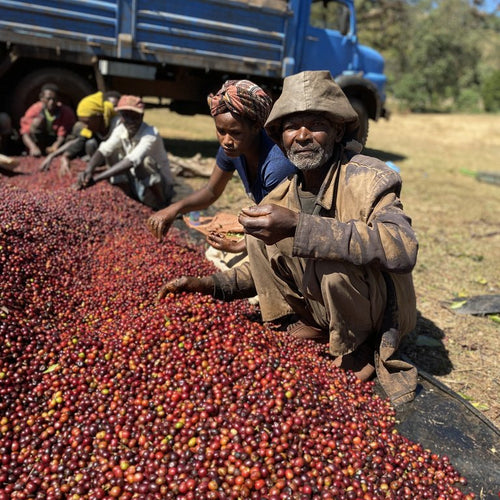 Yirgacheffe Banko Gotiti