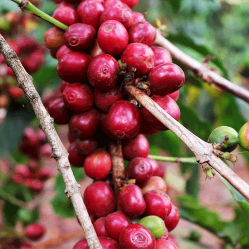 AA Kamwangi