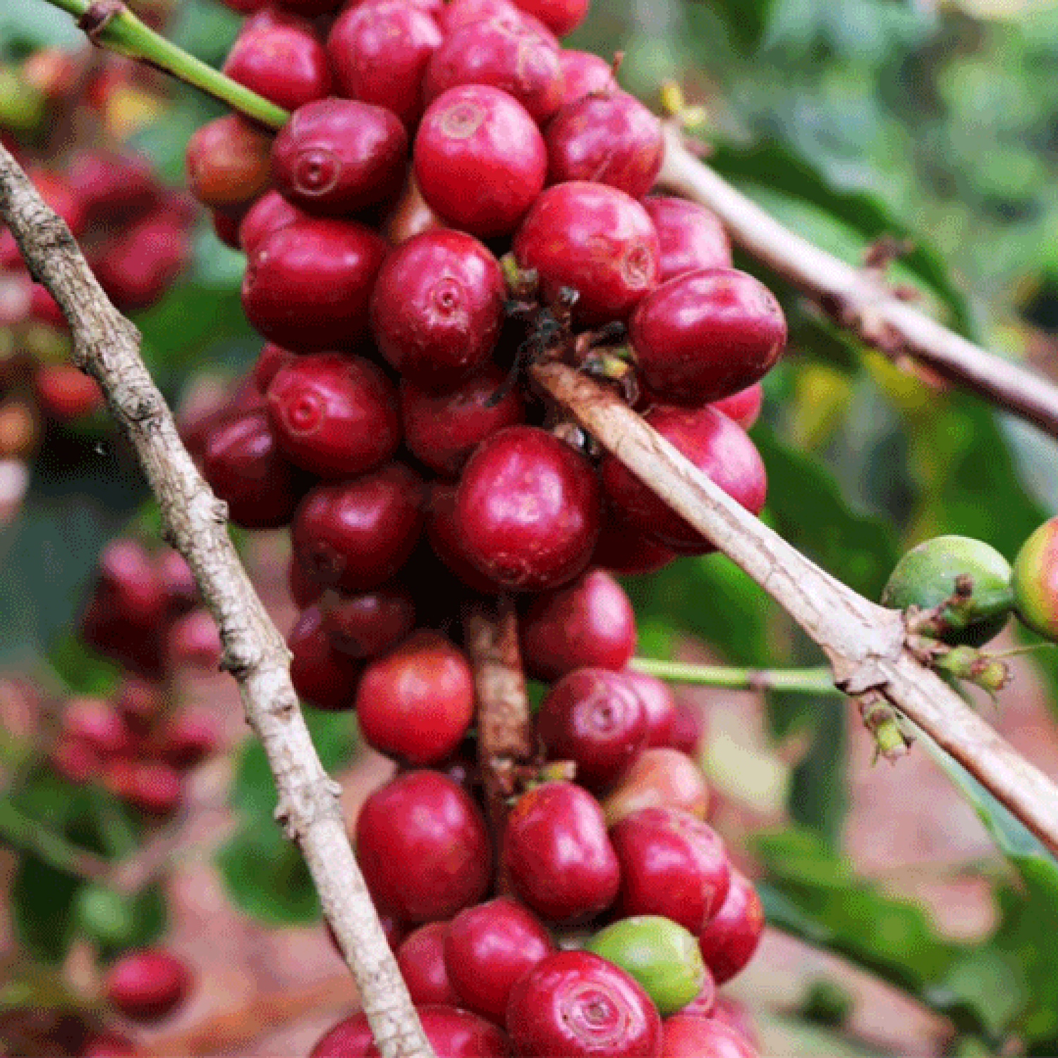 AA Kamwangi