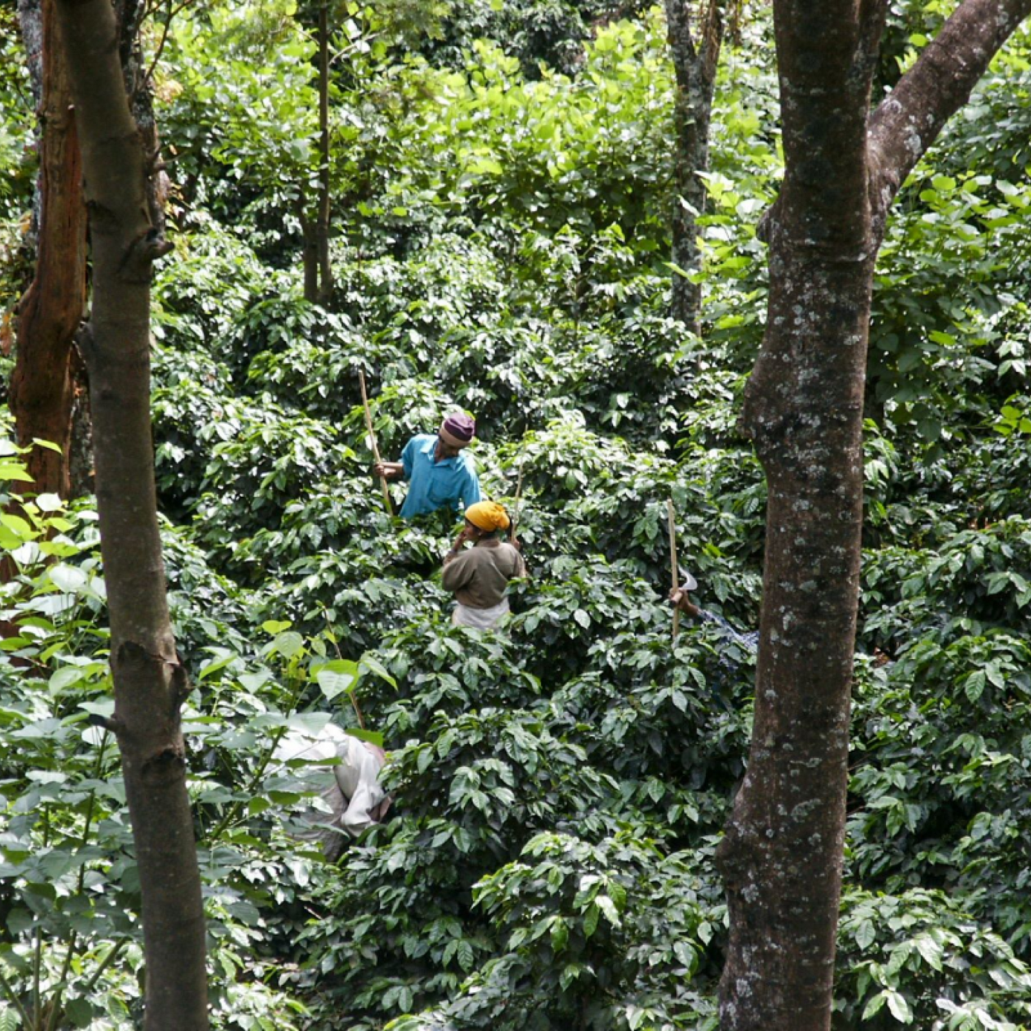 Ratnagiri Estate