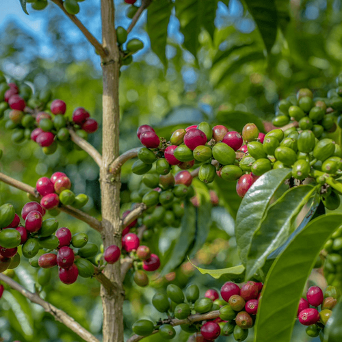 Finca El Diviso