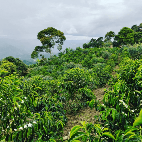Finca El Diviso