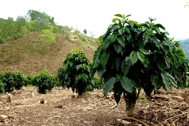 El Mirador
