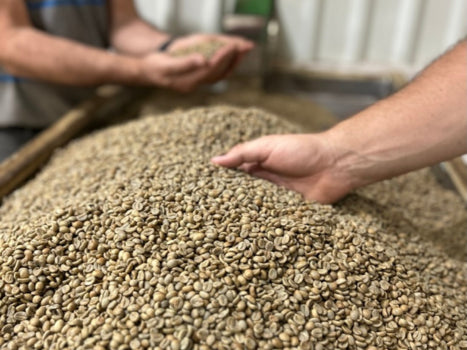 Rivense Caturra Honey