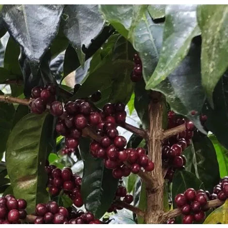 Finca Monte Alto