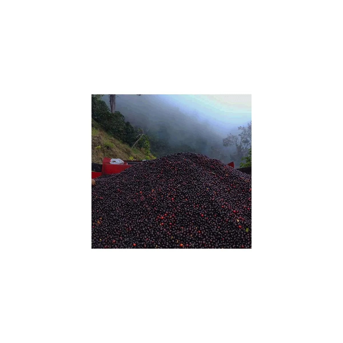 Finca Monte Alto