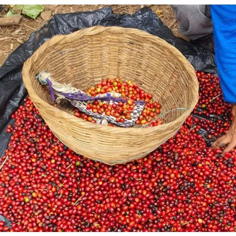 Finca Patricia