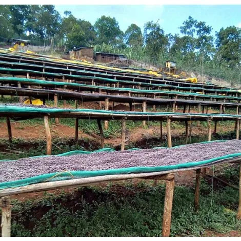 Koke Shalaye Yirgacheffe