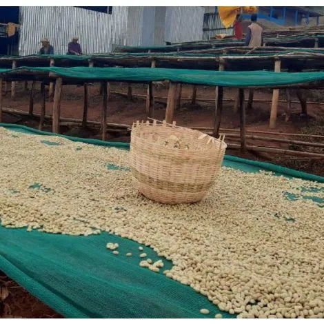 Koke Shalaye Yirgacheffe