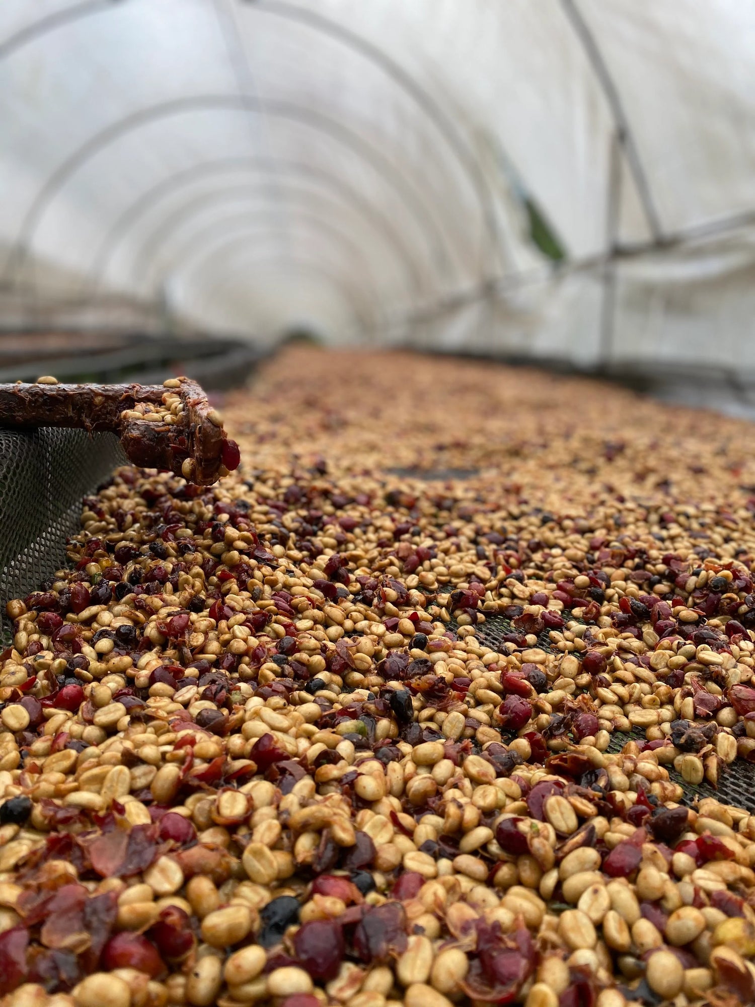 Rivense Caturra Honey