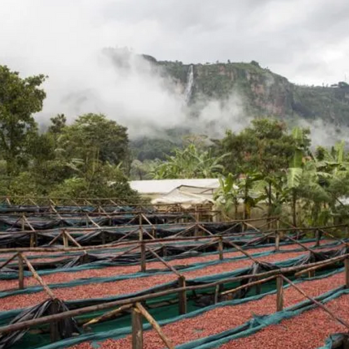 Sipi Tangwen Fermentation