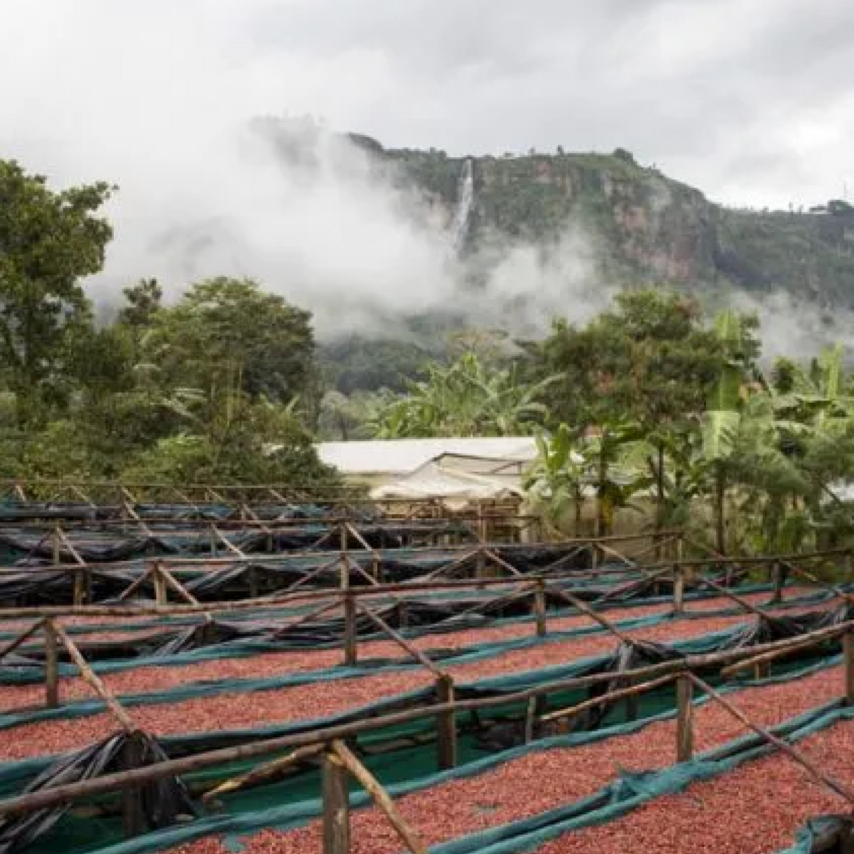 Sipi Tangwen Fermentation