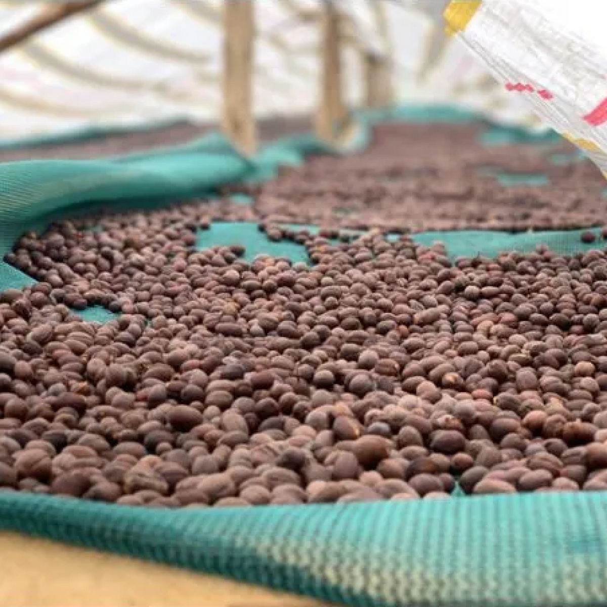 Sipi Tangwen Fermentation
