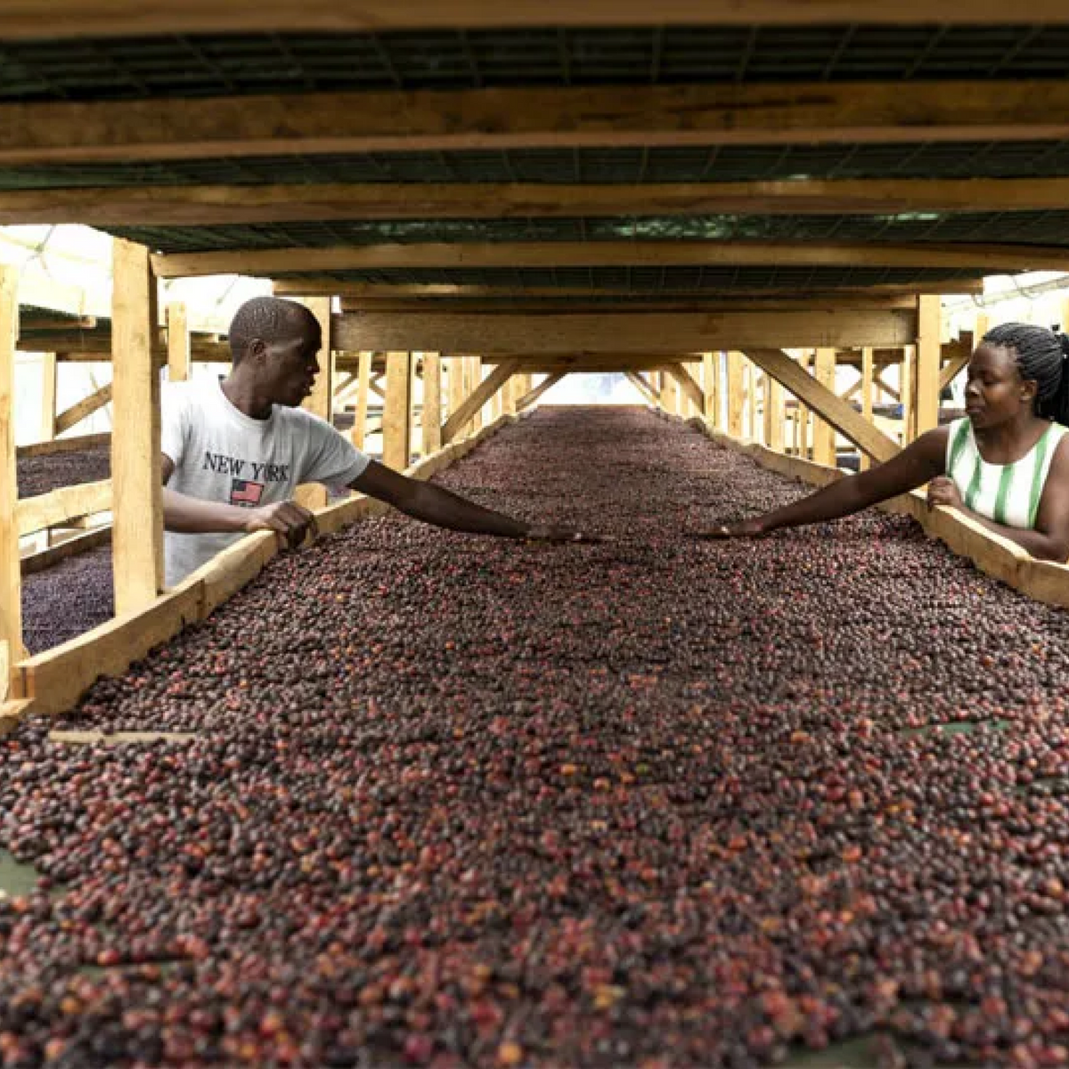 Sipi Tangwen Fermentation