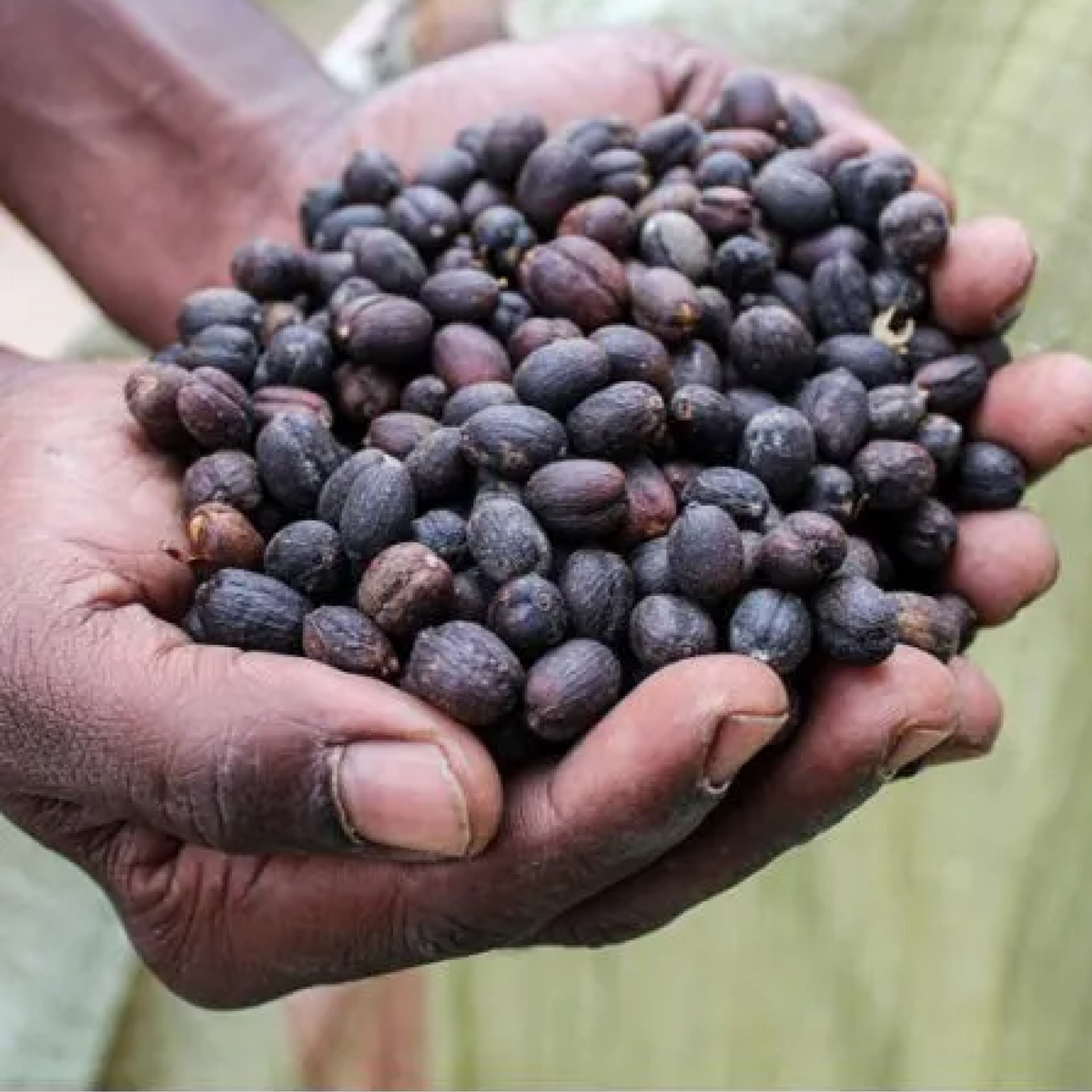 Sipi Tangwen Fermentation