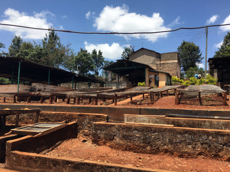 Kenya CRI Rukera Washing Station