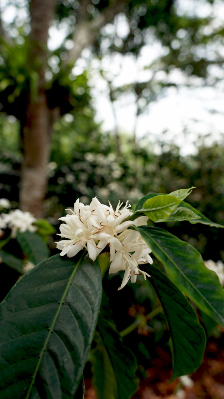 Bourbon Coffee Blossom