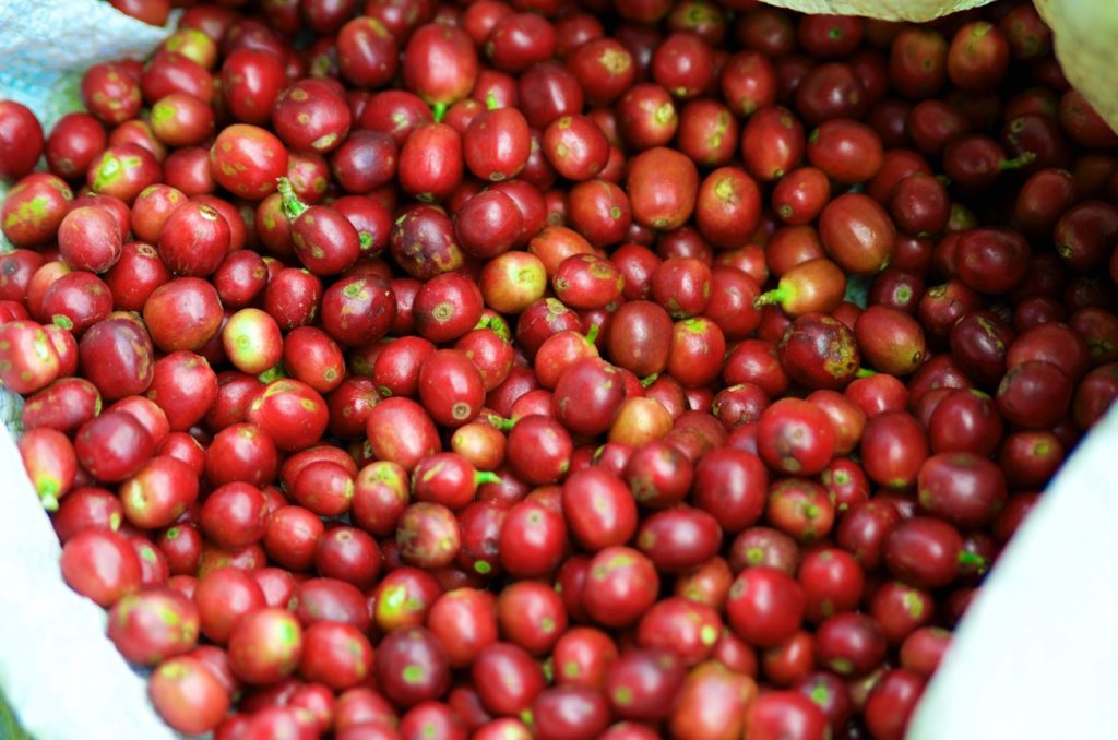 Guatemala Finca Santa Sofia - coffee cherries